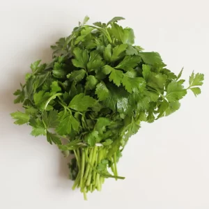Bunch cilantro
