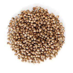 Coriander