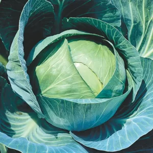Small head cabbage
