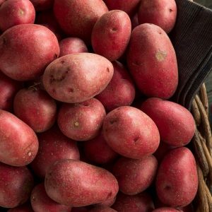 Small new red potatoes