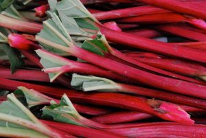 Fresh rhubarb
