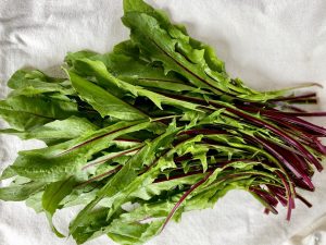 Young dandelion greens